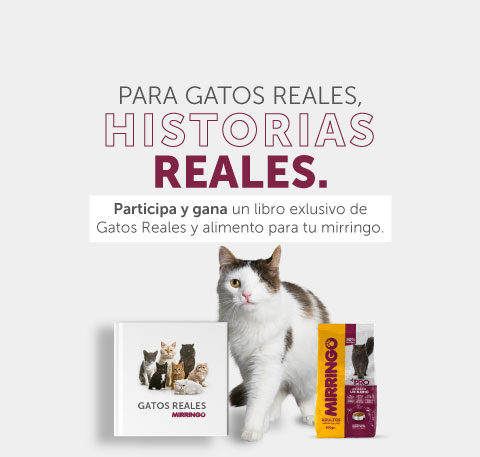 Concurso para gatos reales historias reales